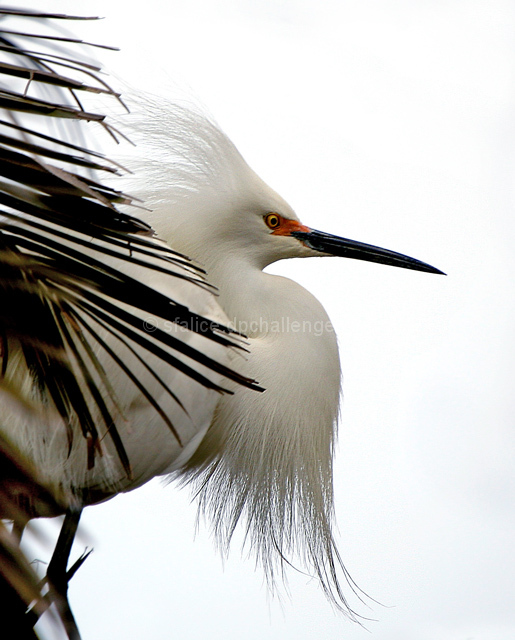 White on White: Egret Displays