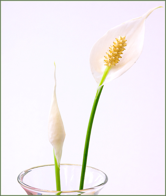 Peace Lily