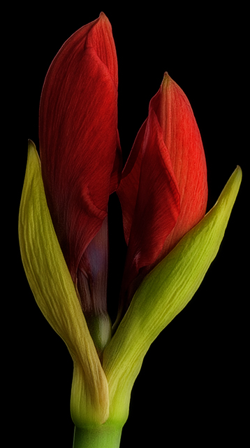 Amaryllis belladonna