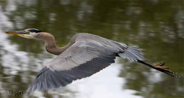 Great Blue Heron in flight