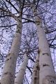 4 Reach for the Sky