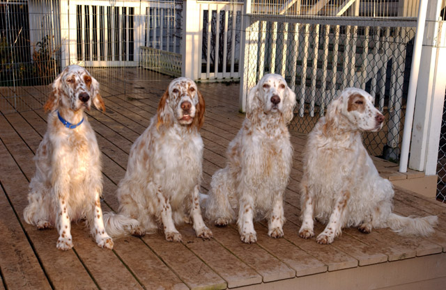 OK, everyone hold perfectly still, say, CAT! - The Fantail Four