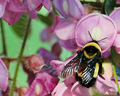 Documentary - Pollen Catchers