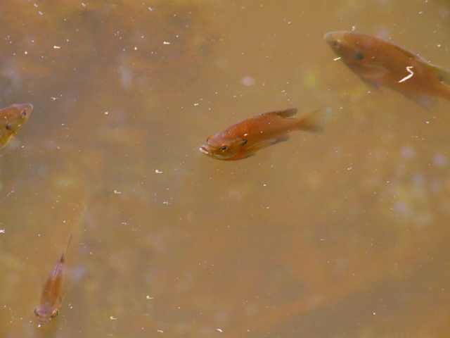Dirty Pond Crisis (A documentary on the effects of water pollution on fish)