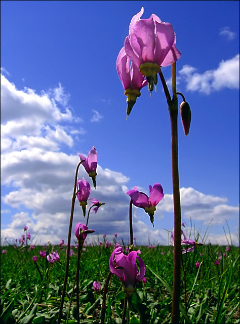 Dodecatheon Planetary Creatures