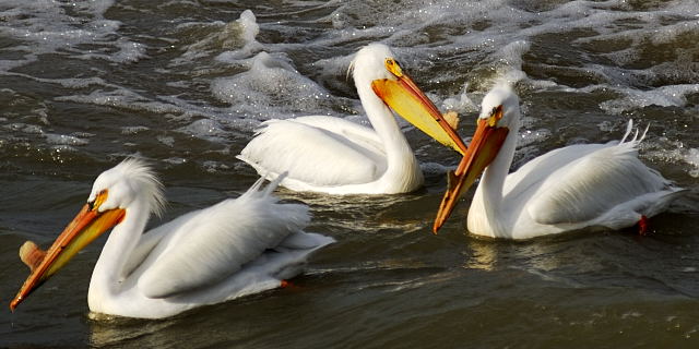 Dangerous Pelican Conspiracy