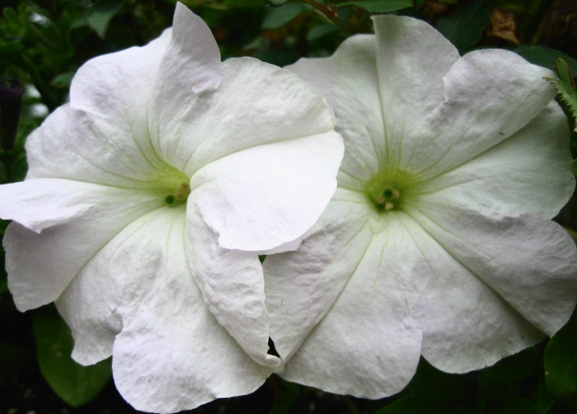 Double Petunia Caper