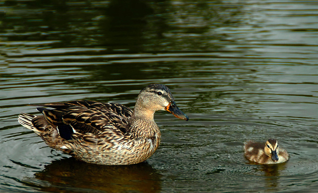 Duck Proliferation Celebration