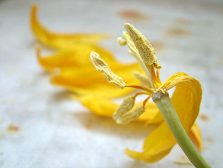 five petals on the marble