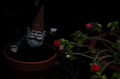 The Gnome Comes Out at Night