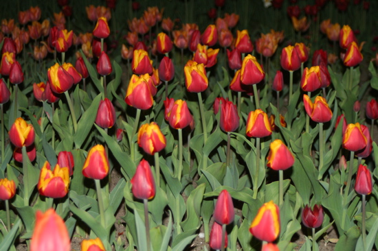 Tulips during Night