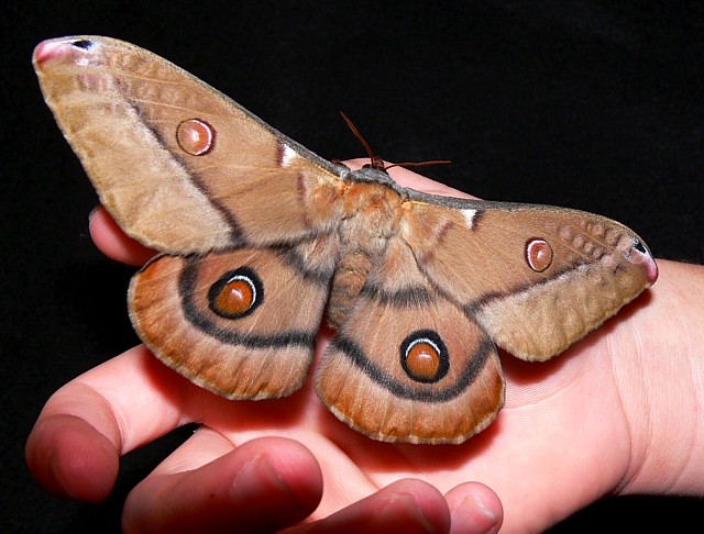 Image result for emperor gum moth