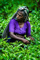 Tea Picker