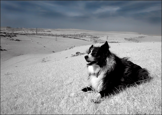 Working Dog