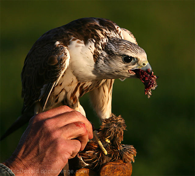 The hand of a Master Falconer