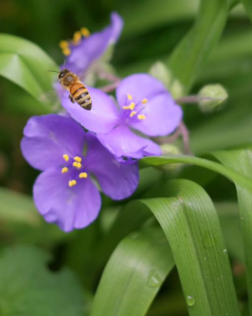 Collecting Pollen