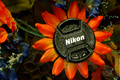 Nikonian Daisy