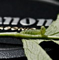 Photobug