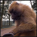 "Oi! baboon, get off the car and give me my lenscap back!"