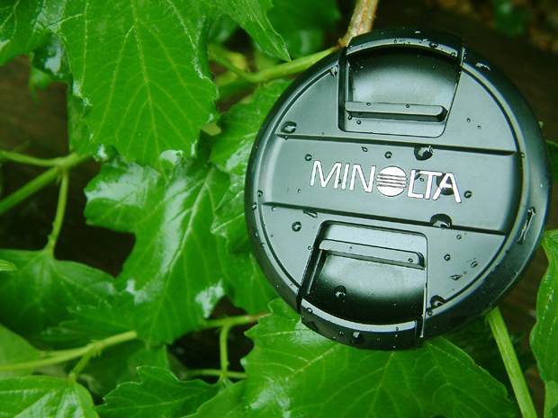 Minolta In Bloom