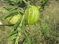 devils apple