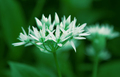 Allium