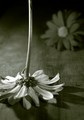flowers of old