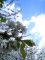 Spring Life