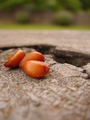 Lost Seeds