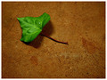 A Green Leaf