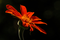 Orange Daisy