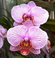 Twin Orchids