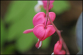 My Bleeding Heart