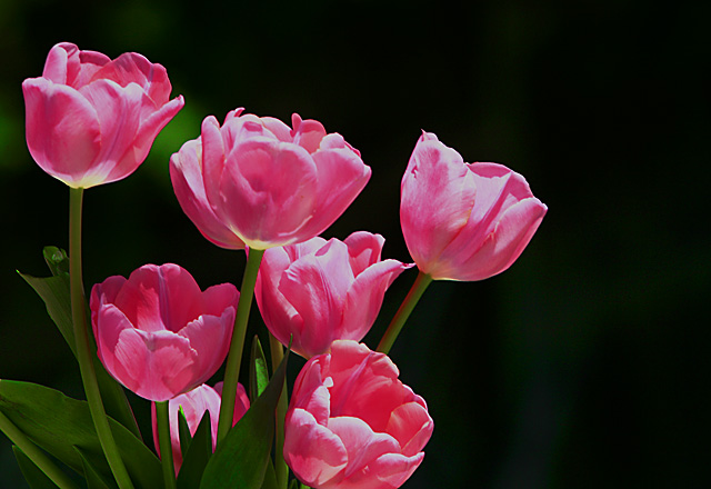 Pink Bouquet