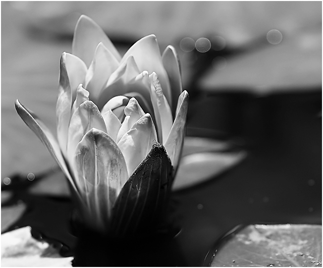 Black Water Flower