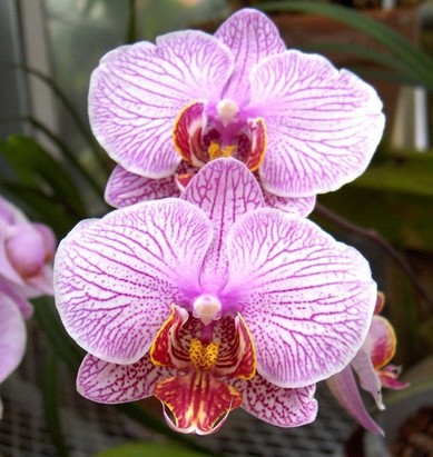 Twin Orchids