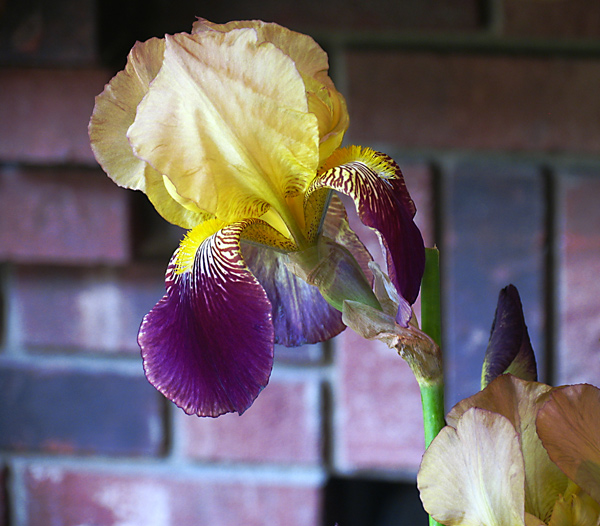 Decorating with Irises