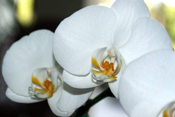 White Orchids