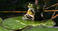 wet hot frog threesome...