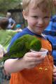 I Got One! (after trying hard to lure a lorikeet at the zoo)