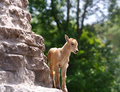 Successful rock climb for a baby mountain goat