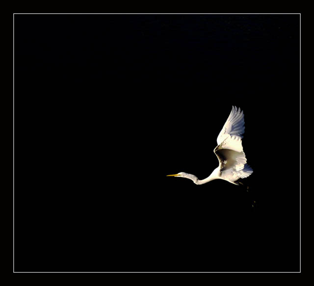 SUCCESS: The Ability To Soar Above All Others