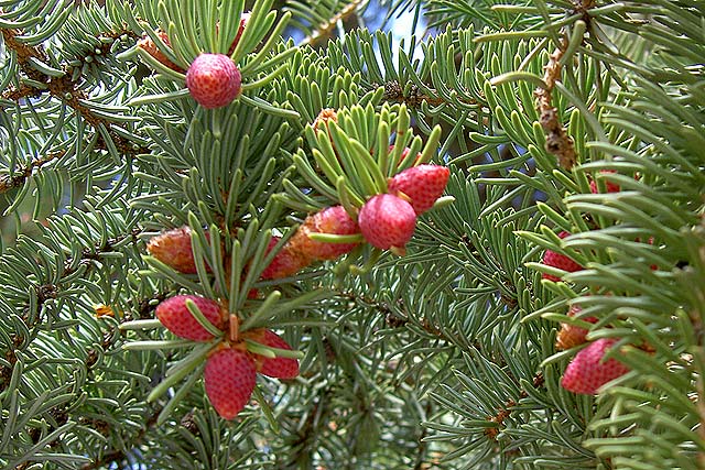 Strawberries on a spruce tree