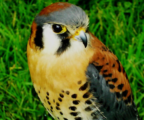 Found injured, Rehabilitated, Soon to fly Free again