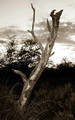 Failed tree