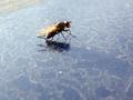 The Fly