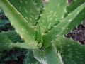 Spikey Encounter