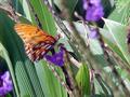 Butterfly in Hana
