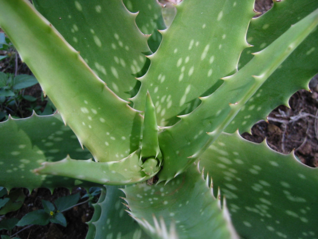 Spikey Encounter