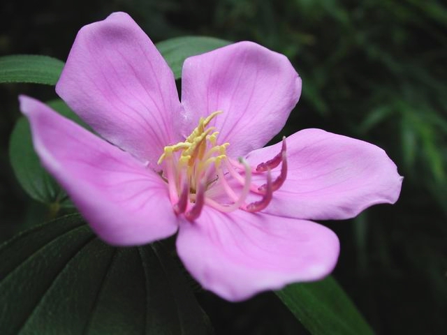 Japanese Flower Garden